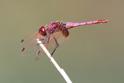 J16_0600 Trithemis annulata male